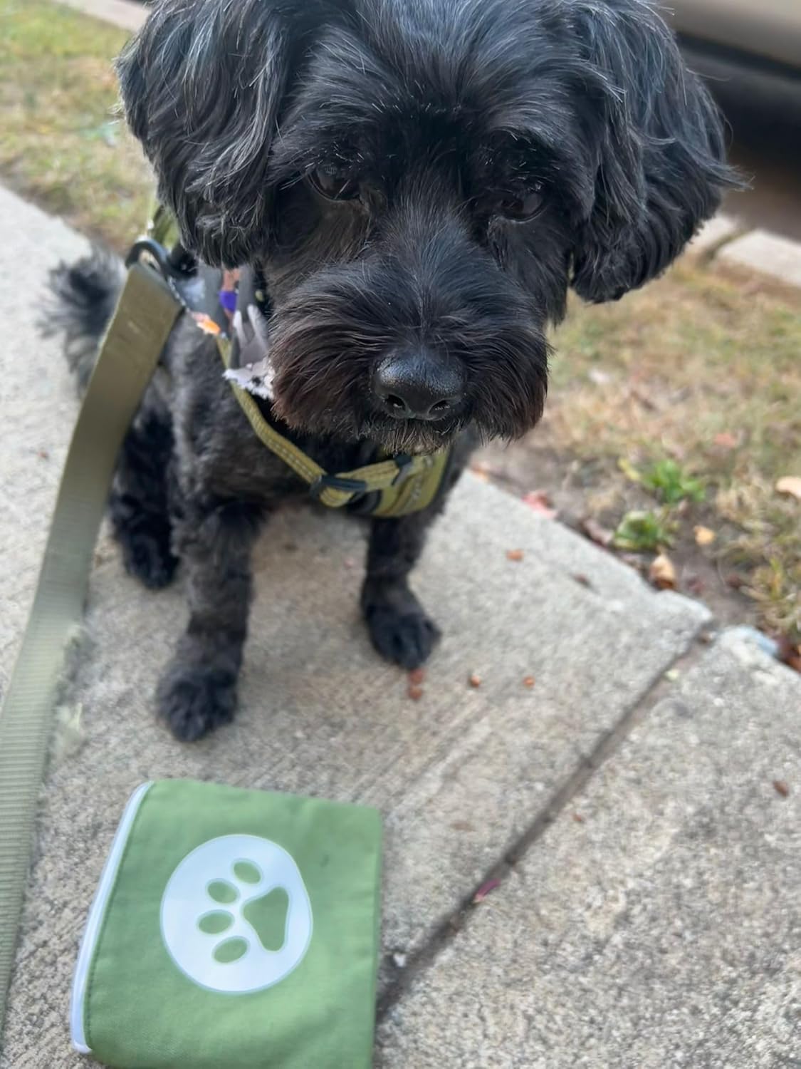 Small Green Dog Treat Pouch for Training for pet parents- Portable Puppy snack bag for treat for walking or hiking with zipper closure and waterproof lining and strap to waist belt loop or leash
