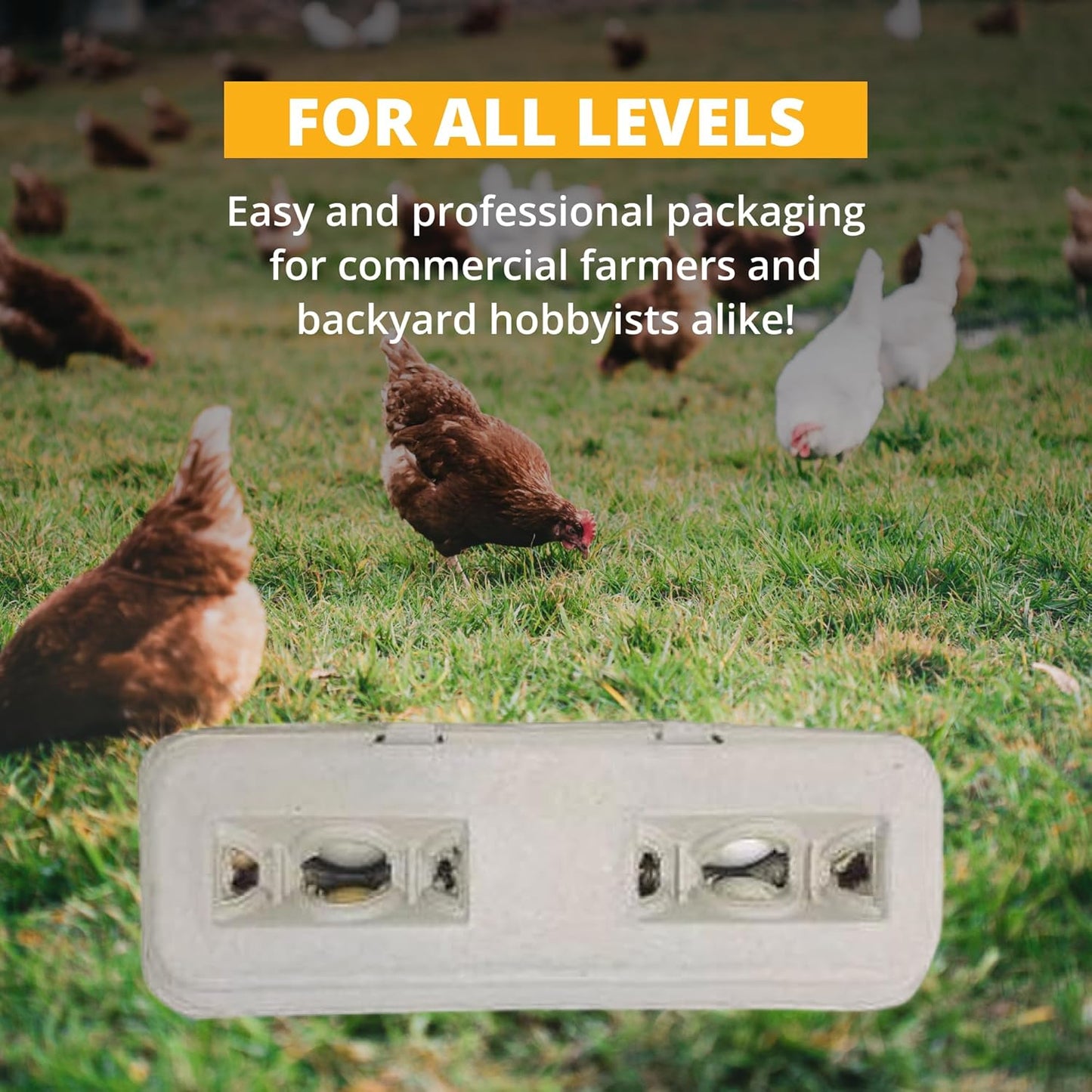 Stromberg's Large Blank Egg Cartons, Bulk Pack for Large Eggs, Perfect for Custom Branding, Safe & Secure Egg Storage, Convenient Stacking for Easy Transport and Storage, 250 Pack
