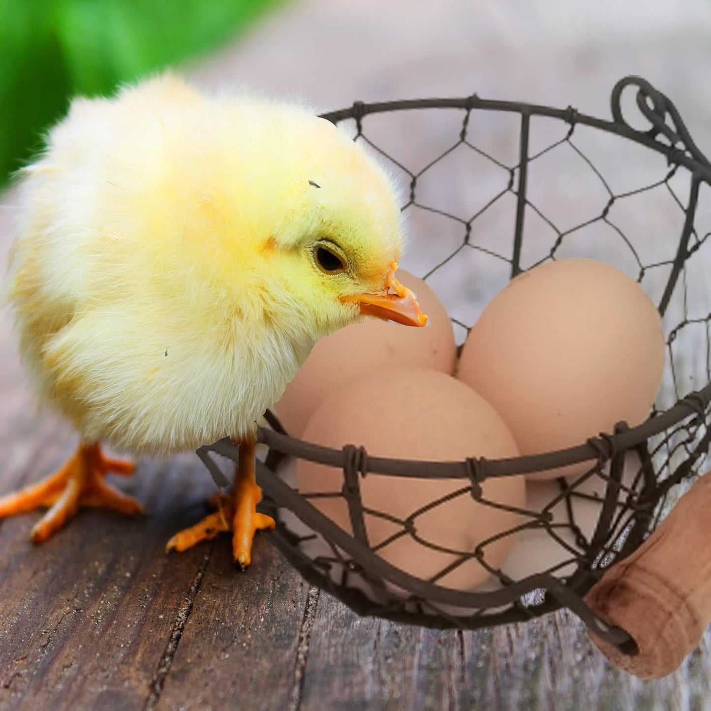 TAIANLE.Small Wire Egg Collecting Basket with Handle,Mini Metal Easter Quail Hunt Egg Basket for Gathering Fresh Egg,Round Farmhouse Vintage Countertop Holder,2 PCS